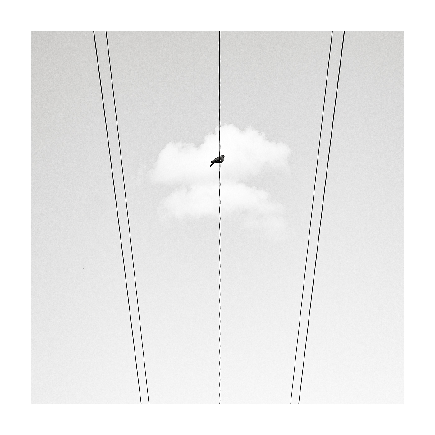#34 - Bird on a wire