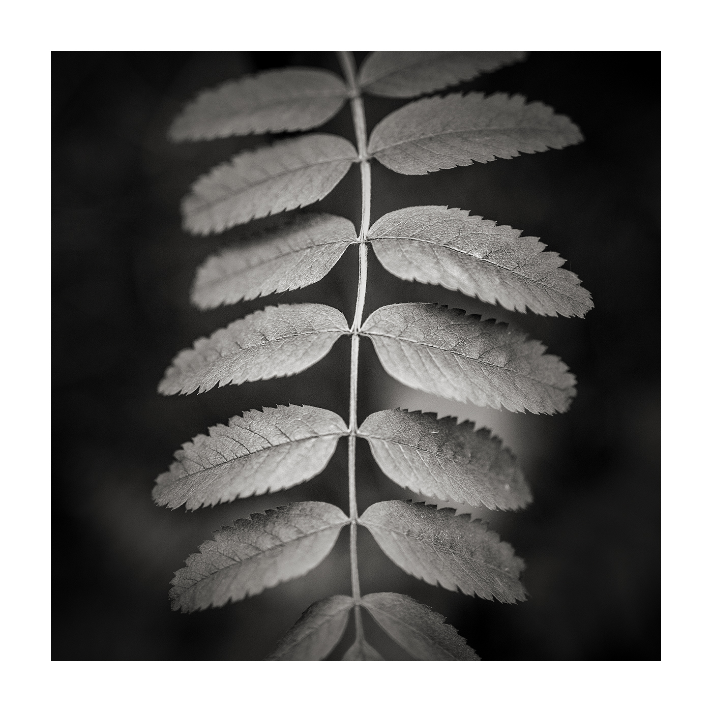 #7 - Ferns